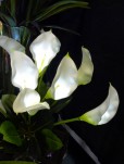Calla Lily With LED Lights