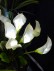 Calla Lily with LED Lights